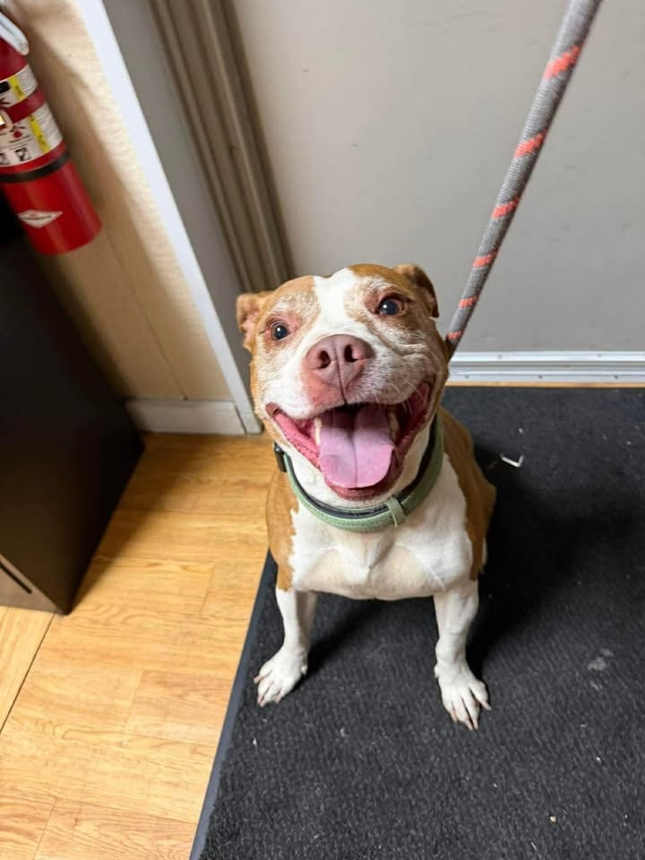 Photo of Wonder, adoptable senior Pit Bull Terrier in Greensburg, Indiana
