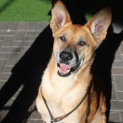 Photo of Zuko 6703, adoptable senior Shepherd (Unknown Type) Mixed Breed (Medium) in Loxahatchee, Florida