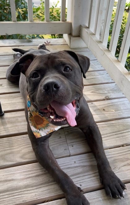Photo of Bronco, adoptable senior dog in Atlanta, Georgia