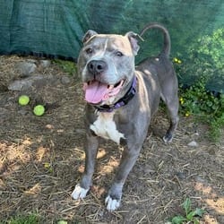 Photo of Cobalt, adoptable senior Terrier (Unknown Type, Medium) in Syracuse, New York