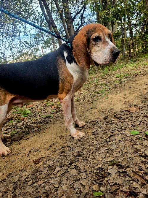 Rocko, adoptable senior Hound in Jackson, MS