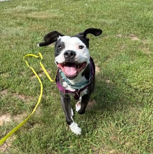 Photo of Domino, adoptable senior Pit Bull Terrier in Candler, North Carolina