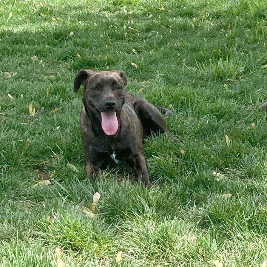 Photo of Covey, adoptable senior Mixed Breed (Medium) in St. Louis, Missouri