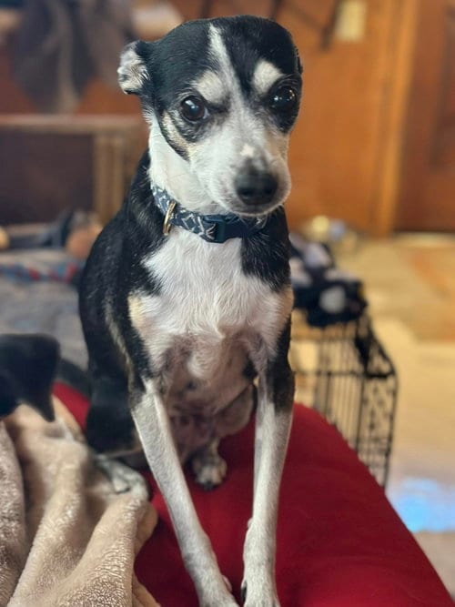 Photo of Odie, adoptable senior Chihuahua in Visalia, California