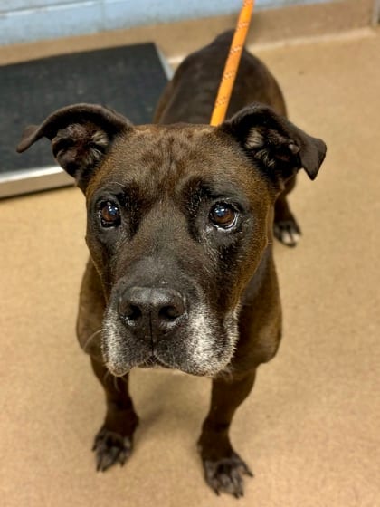 Photo of Jeeves, adoptable senior dog in Chamblee, Georgia