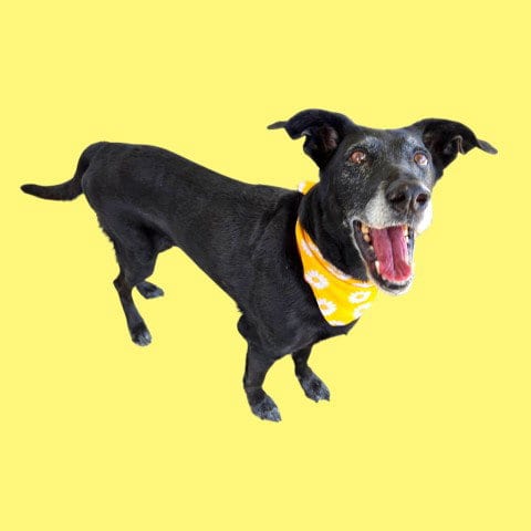 Photo of Nala, adoptable senior Labrador Retriever in Bakersfield, California