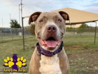 Photo of Moto, adoptable senior dog in Georgetown, Texas
