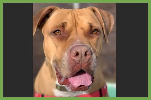 Photo of Jax, adoptable senior Boxer in Amherst, Massachusetts