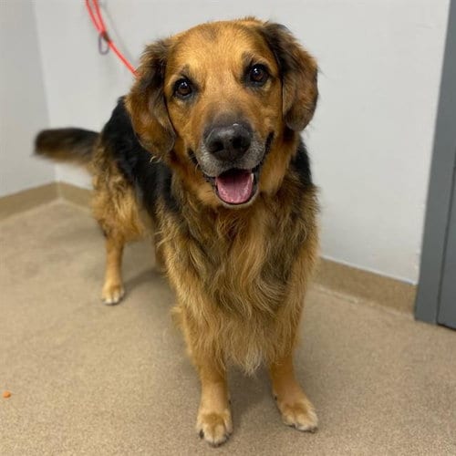 Photo of Prince, adoptable senior Flat-coated Retriever in Aurora, Colorado