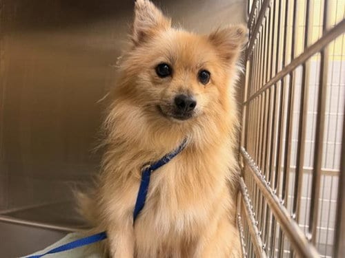 Photo of Guy, adoptable senior Pomeranian in Orange, California