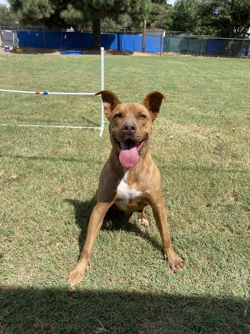Tazz, adoptable senior Pit Bull Terrier in Gun Barrel City, TX
