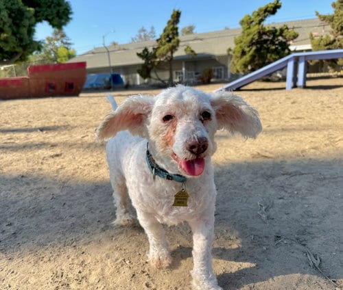 Photo of Corky, adoptable senior Poodle (Miniature) in Seal Beach, California
