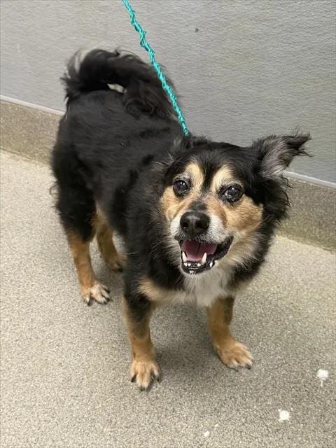 Photo of Cute Boy, adoptable senior Border Collie in Las Vegas, Nevada