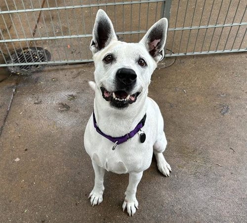 Photo of Annie, adoptable senior Pit Bull Terrier in Martinez, California