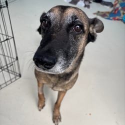 Photo of Miley 4535, adoptable senior Belgian Malinois in Loxahatchee, Florida