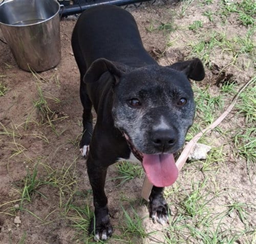 Photo of Zinnia, adoptable senior American Pit Bull Terrier in Ocala, Florida