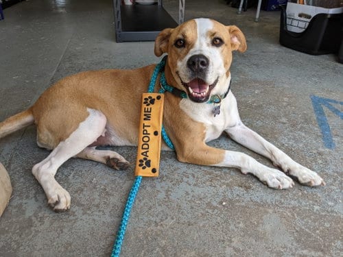 Rosalie, adoptable senior Boxer in McCormick, SC
