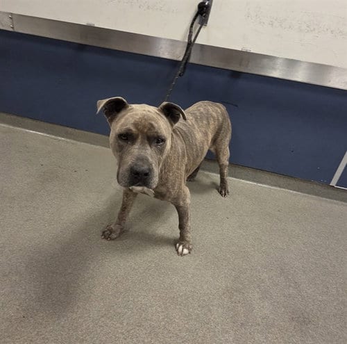 Photo of Blu Lavar, adoptable senior American Bulldog in Miami, Florida