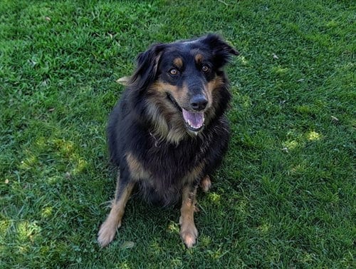 Photo of Rusty, adoptable senior Australian Shepherd in San Clemente, California