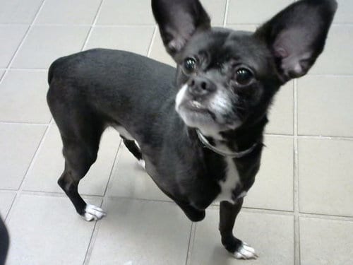 Photo of Frankie, adoptable senior Pug in Albuquerque, New Mexico