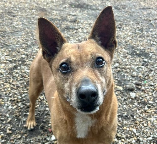 Photo of Harvey, adoptable senior Corgi in Anniston, Alabama