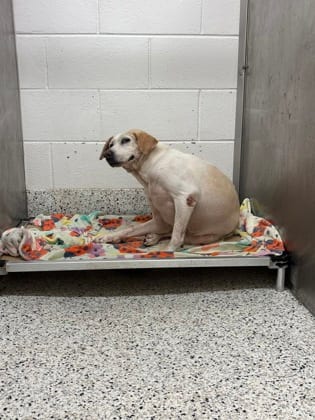 Photo of Petals, adoptable senior dog in Atlanta, Georgia
