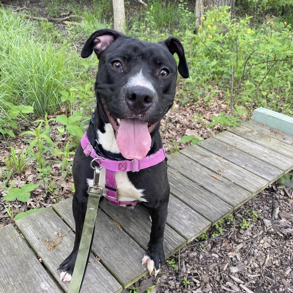 Photo of Paladin, adoptable senior Terrier, Pit Bull / Mixed Breed (Medium) in Riverwoods, Illinois