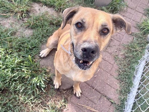 Photo of Wilma, adoptable senior German Shepherd Dog in Houston, Texas