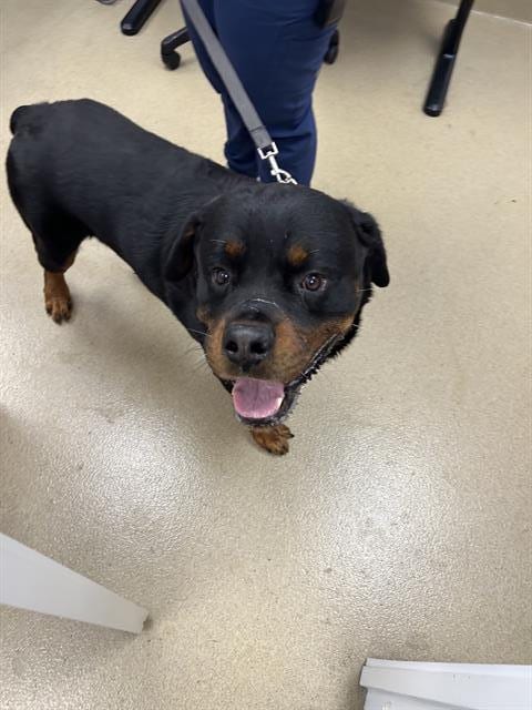 Photo of Jaax, adoptable senior Rottweiler in West Palm Beach, Florida