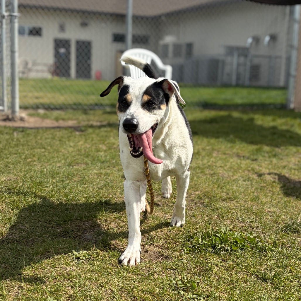 Photo of Mr. Duke, adoptable senior Cattle Dog / Terrier, Jack Russell in Hayden, Idaho