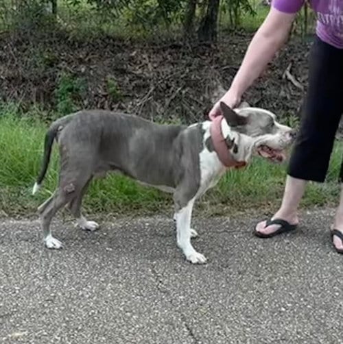 Photo of George, adoptable senior American Pit Bull Terrier in New Orleans, Louisiana