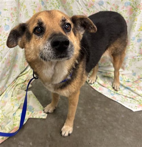 Photo of Rayna, adoptable senior German Shepherd Dog in Rosenberg, Texas