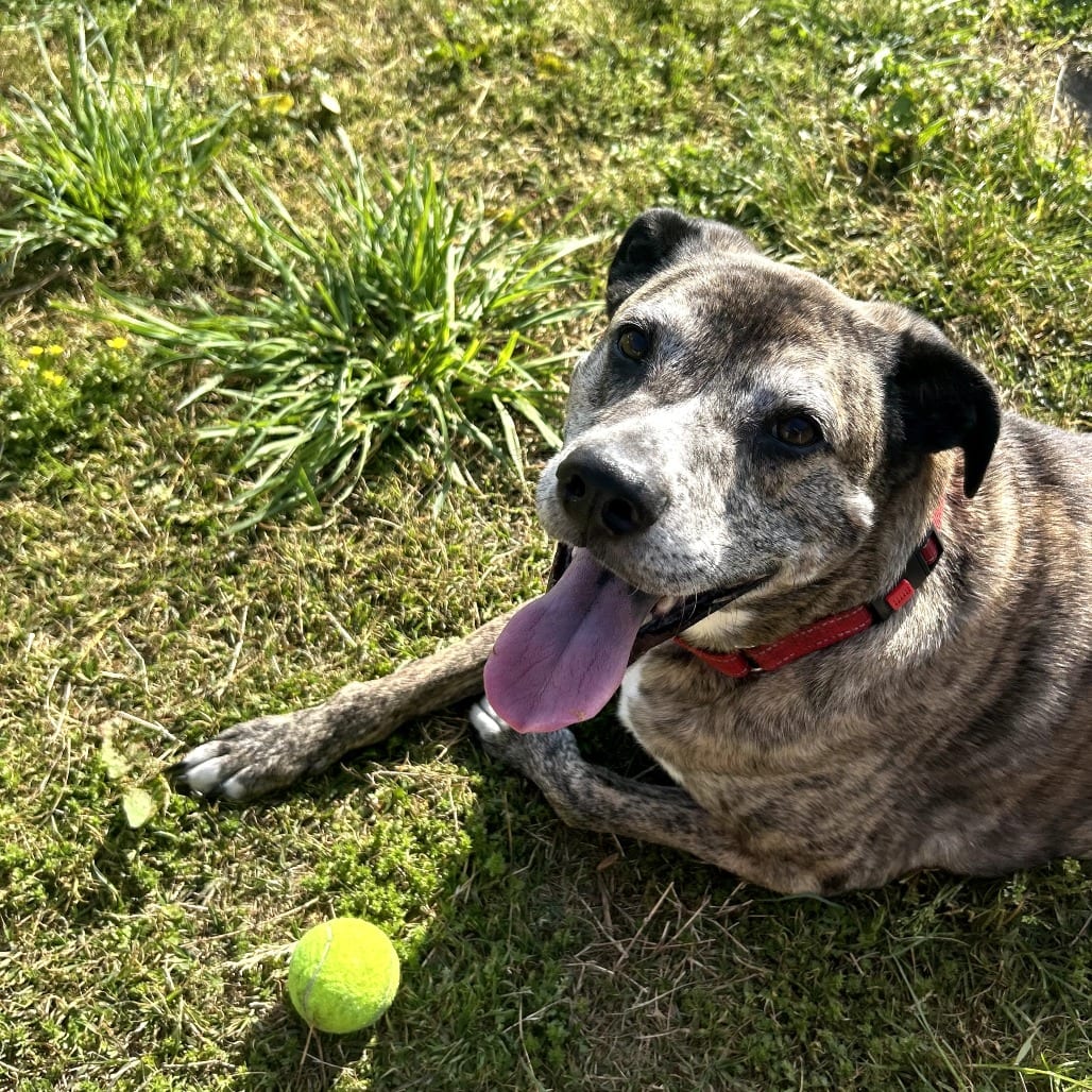 Photo of Jericho, adoptable senior Mixed Breed (Large)