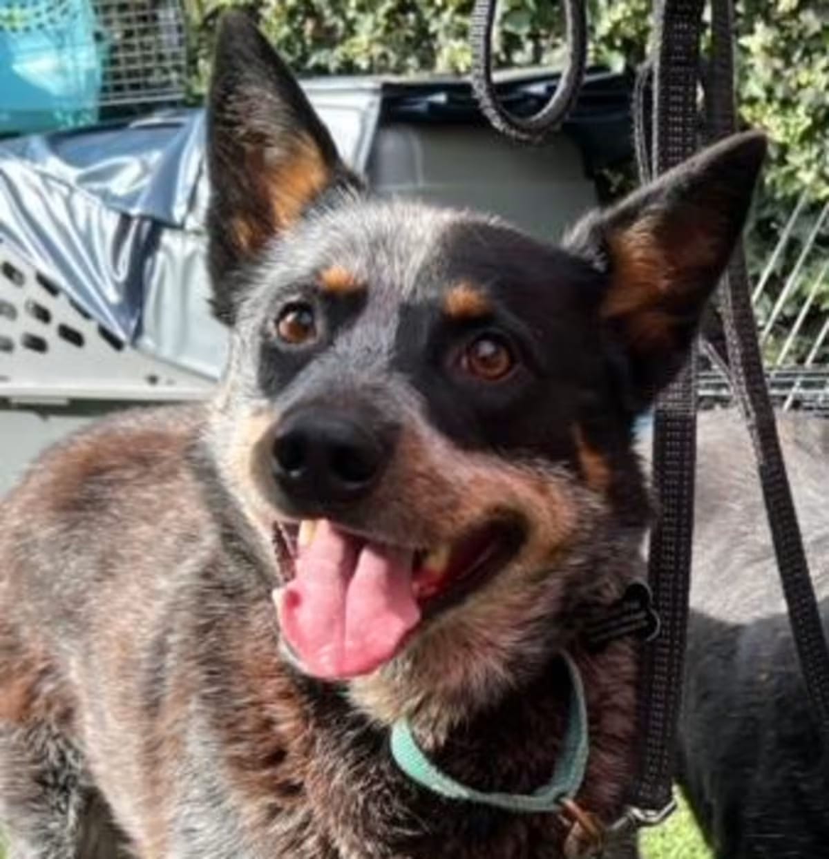 Photo of Falcon, adoptable senior Australian Cattle Dog in Santa Maria, California