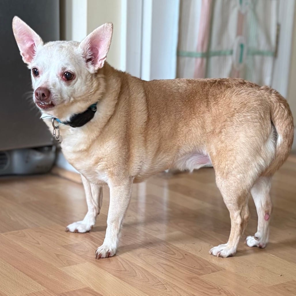 Photo of Petie, adoptable senior Chihuahua in Maryland, Maryland