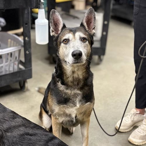 Photo of Coco, adoptable senior German Shepherd Dog in Modesto, California