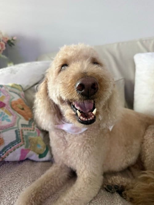 Photo of Chuey, adoptable senior Labrador Retriever in oakland, Florida