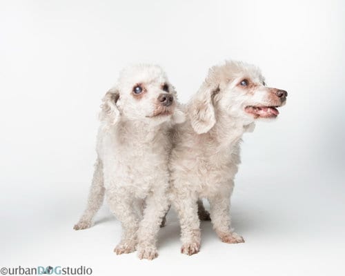 Photo of Bonded Pair - Hazel & Henry, adoptable senior Pekingese in Tampa, Florida