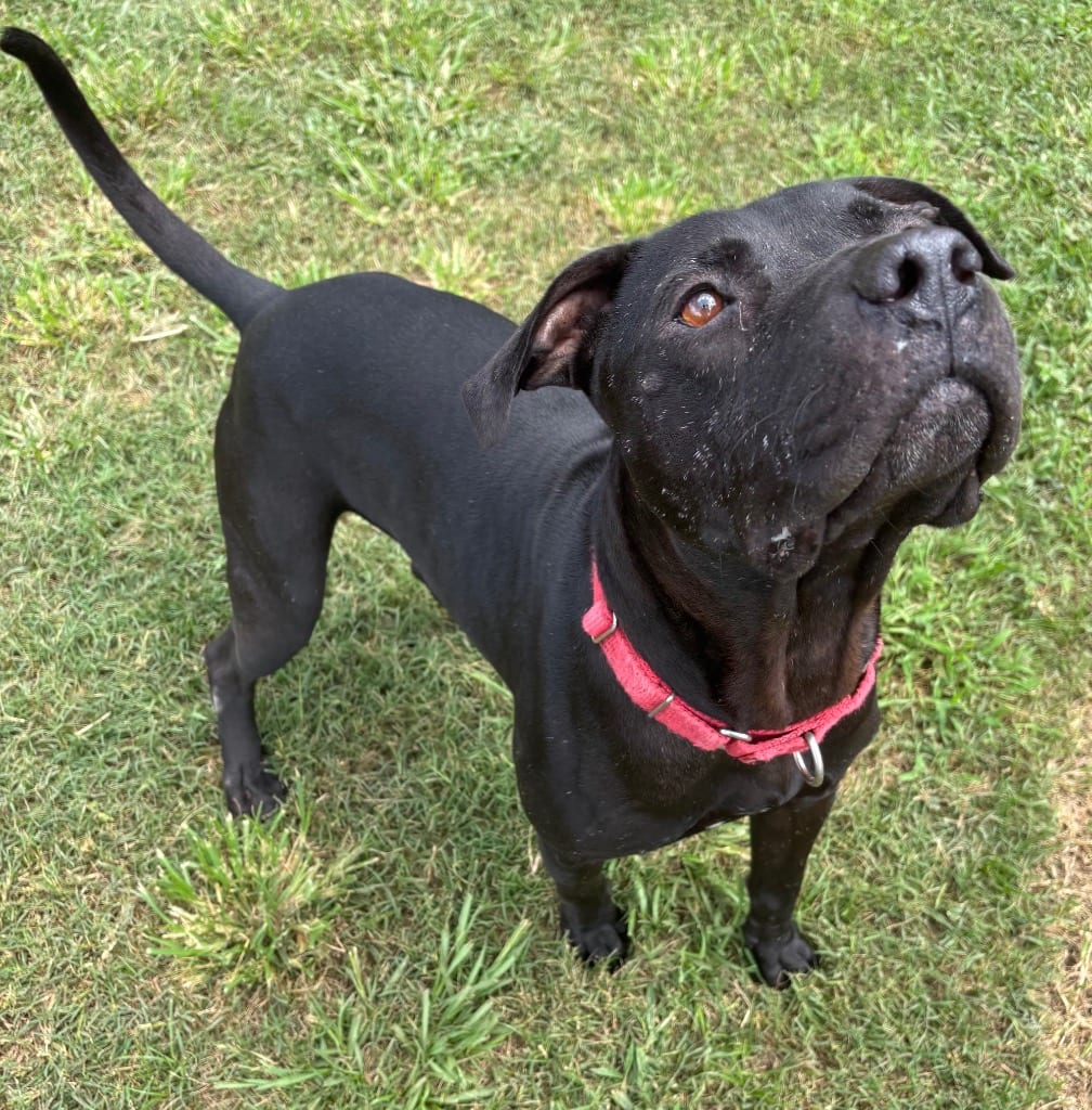 Photo of Wile E. Coyote, adoptable senior Mixed Breed in Ocala, Florida