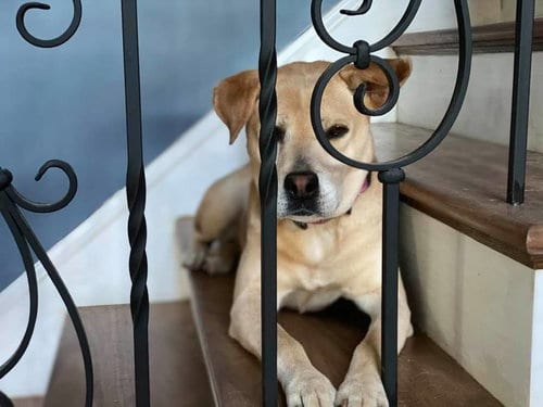 Peaches, adoptable senior Hound in Holly Springs, NC