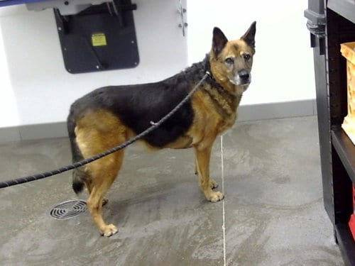 Photo of Zoe, adoptable senior German Shepherd Dog in Mesa, Arizona