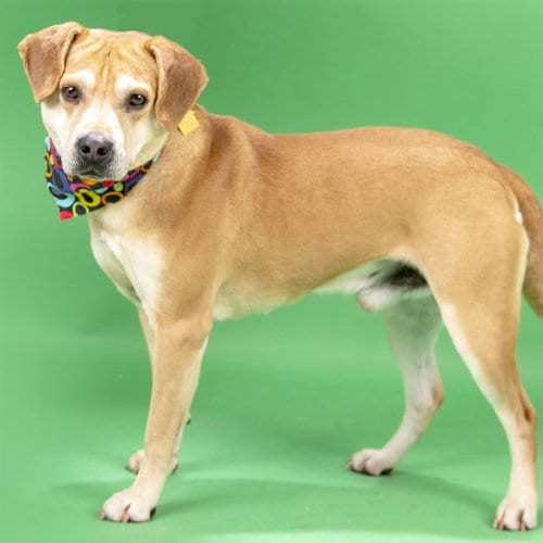 Photo of Chase, adoptable senior Beagle in St Louis, Missouri