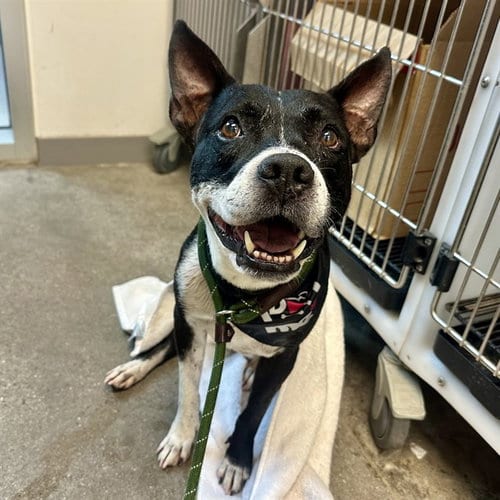 Photo of Skyler, adoptable senior American Pit Bull Terrier in Mesa, Arizona