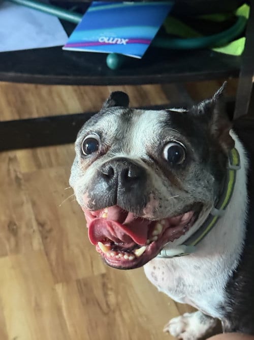Photo of Gatsby, adoptable senior Boston Terrier in Plano, Texas