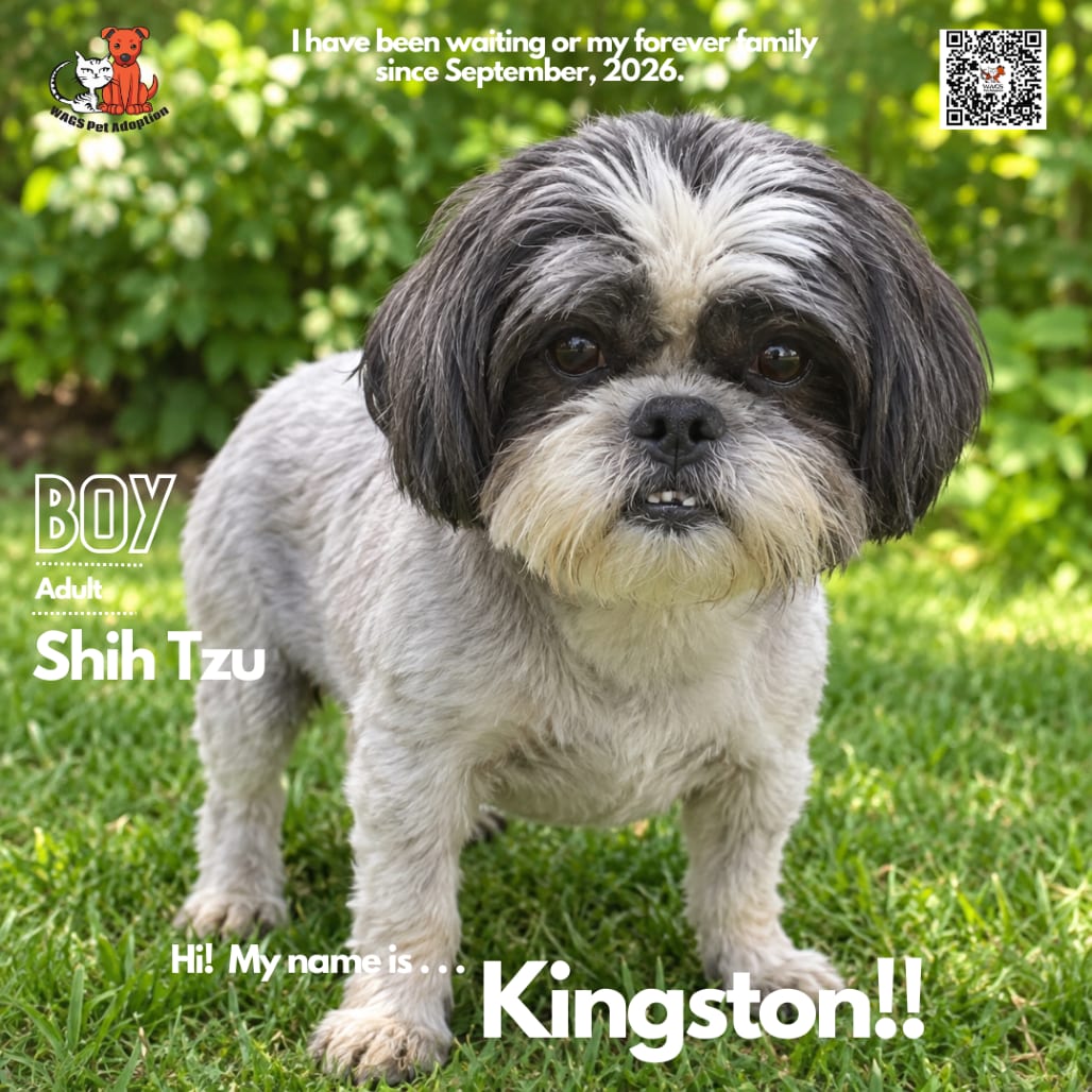 Photo of Kingston, adoptable senior Shih Tzu in Westminster, California