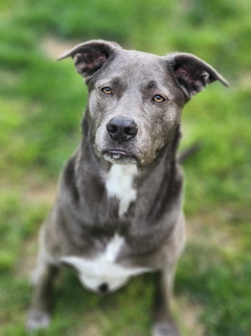 Photo of KangaRoo, adoptable senior Blue Lacy in Rosenberg, Texas
