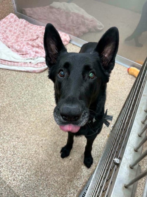 Photo of Cry Baby, adoptable senior German Shepherd Dog in Martinsburg, West Virginia