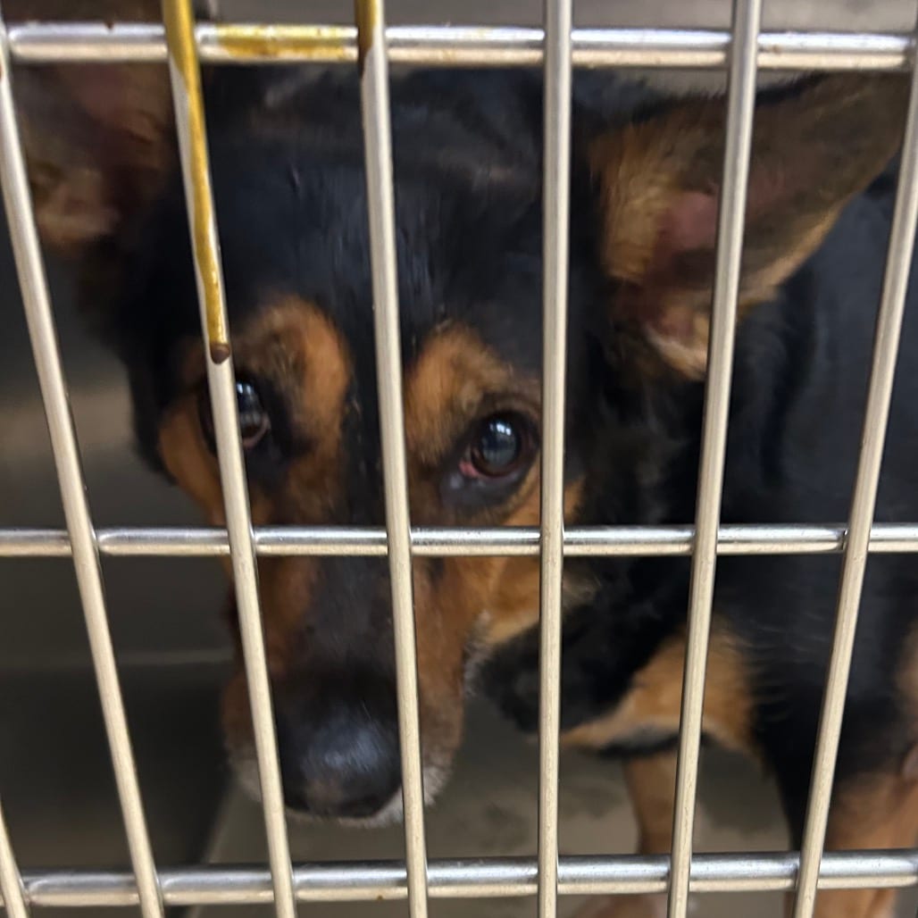 Photo of Kie, adoptable senior Mixed Breed (Medium) in Winston-Salem, North Carolina