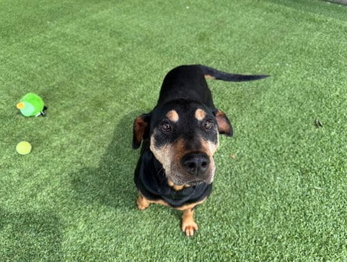 Photo of Josie, adoptable senior Doberman Pinscher in Garland, Texas