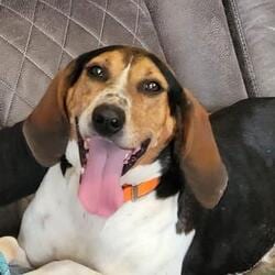 Photo of Miriah, adoptable senior Treeing Walker Coonhound in Medfield, Massachusetts